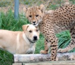 zoo Un chien et un guépard sont les meilleurs amis