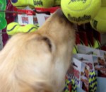 jouet magasin choisir Un chien maltraité choisit son premier jouet