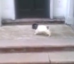 chien saut Un petit chiot descend des escaliers à sa façon