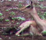 naissance bebe La courte vie d'un impala