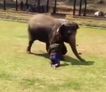 aide Un éléphant vient à la rescousse de son soigneur