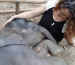 fille jambe Câlin avec un éléphanteau endormi