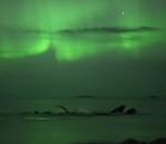 baleine bosse nager Un groupe de baleines sous des aurores boréales
