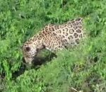 riviere Un jaguar plonge pour attraper un caïman