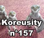 koreusity 2015 Koreusity n°157