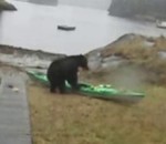 kayak ours S'il te plait ours, mange cette femme