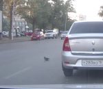 accident traverser Un pigeon provoque un accident