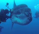 enorme plongeur Des plongeurs rencontrent un énorme poisson-lune