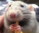 manger Un rat mange des spaghettis