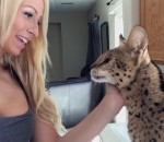 femme sein chat Un serval dit Mama