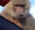 parc safari Un singe pisse sur une voiture