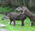 zoo Un tapir bien membré essaie de s'accoupler