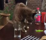 eau chat Troller un chat avec un verre d'eau