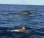 rencontre Rencontrer des dauphins, un phoque et une baleine en moins de 2 minutes