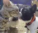 canine rencontre Un chat à la rencontre de chiens