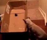 escalier chat Laser + Carton + Escalier = Cat Surfing