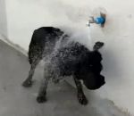 douche Un chien utilise un robinet pour se rafraichir