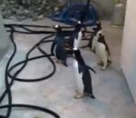 zoo evasion Une évasion de manchots déjouée par leurs empreintes