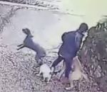 chien tirer Une femme promène trois chiens (Fail)