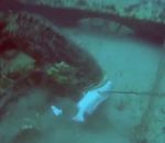 chasseur sous-marin Des mérous trollent un chasseur sous-marin