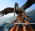 peche pelican homme Un pélican se lie d'amitié avec un homme