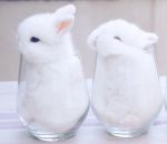 bebe mignon lapin Des bébés lapins dans des verres