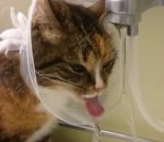 eau robinet chat Un chat boit avec une collerette