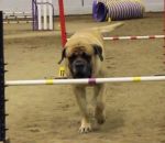 course Un chien mastiff fait une course d'agility