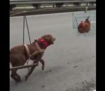 tirer attelage Un chien tire un chariot grâce à une poule