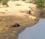 attaque crocodile chien Chien vs Crocodile