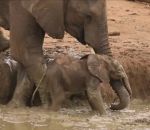 boue sauvetage solidarite Des éléphants aident une maman à sauver son éléphanteau
