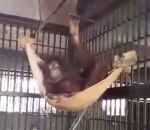 hamac singe Un orang-outan se fait un hamac