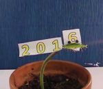 carnivore annee Une plante carnivore souhaite une bonne année 2016