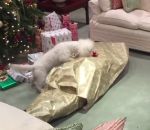 cadeau content Un chien déballe son maître pour Noël