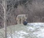 jouer Un coyote joue avec un ballon