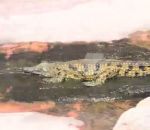crocodile Un crocodile fait du toboggan aquatique
