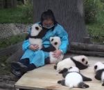 calin caresse panda Job de rêve : Elle gagne 30000 EUR par an pour caresser des bébés pandas 