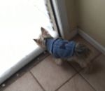 yorkshire Un petit chien découvre la neige