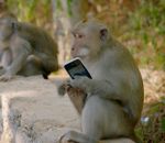 monnaie telephone Pourquoi les singes volent les touristes ?