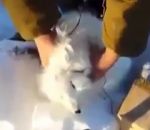 polaire Un renard polaire fait le mort pour tromper des chasseurs