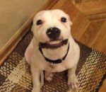 sourire chien Le sourire d'un pitbull