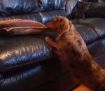 technique monter canape Un chien court sur pattes mais malin