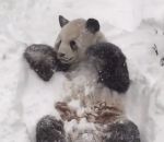 zoo panda Tian Tian le panda s'amuse dans la neige