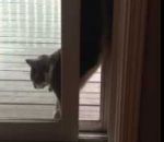 position chat Drôle de technique d'un chat pour passer une porte
