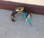 gangsta couteau Gangsta Crabe