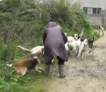 chien Une femme sauve un renard pendant une chasse à courre
