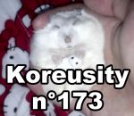 insolite Koreusity n°173