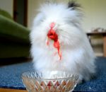 fraise blanc Un lapin mange des fraises et des cerises