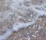 sable plage Des milliers de palourdes sortent du sable