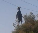 sauvetage Une chèvre suspendue à un fil électrique